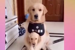 Сеть покорило видео, как собаки защищают своих щенков (видео)