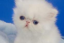 Первые шаги персидского котенка: это невероятно мило (видео)