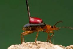 Смертельные способы, которыми животные защищают себя (видео)