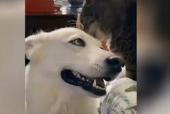 В Сети показали пса, который без ума от кошачьих ласк (видео)