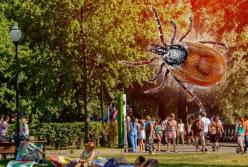 Укусы клещей: в Украине участились случаи болезни Лайма (видео)