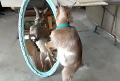 Козленок впервые увидел себя в отражении зеркала и удивил своей реакцией (видео)