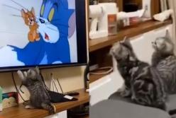 Реакция котят на мультфильм «Том и Джерри» умилила пользователей Сети (видео)