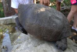 Найдена черепаха, которую 100 лет считали вымершей (видео)