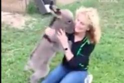Преданный ослик целует свою хозяйку и ведет себя, как собачка (видео)