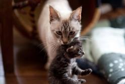 Кошка-мама ругает своего котенка-шалуна (видео)