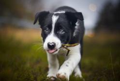 Танцующий во время еды щенок стал звездой Сети (видео)