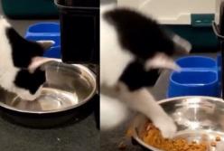 Кот дрался со своим отражением (видео)