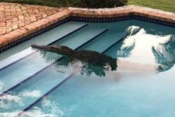 Огромного аллигатора в своем бассейне утром обнаружила семья из Флориды (видео)