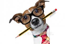 Необычная акция "Возьми собаку на работу": Шарики и Тузики в офисе (видео)