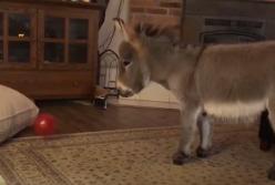 Милый комнатный ослик, который считает, что он - собачка: выполняет команды (видео)