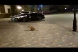 Как по ночной Одессе гулял лев (видео)