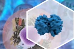 Найдена молекула, которая усыпляет раковые клетки (видео)