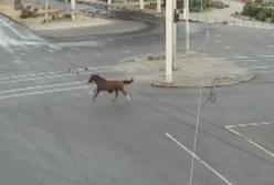 В центре Одессы полиция ловила лошадь (видео)