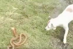 Собака атаковала кобру (видео)