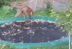 Дикая лиса развлекается прыжками на батуте: Сеть покорило это видео (видео)