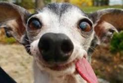 Что делает эта собака, когда никто не видит? (видео)