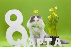 Самое красивое видео-поздравление с Женским днем 8 марта (видео)