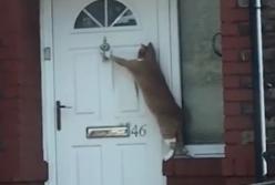 Кот отчаянно пытается попасть в дом (видео)