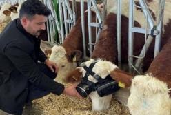 Виртуальная реальность помогла фермеру повысить удои коров (видео)