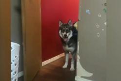 Дерзкий пес, открывший лапой двери, покорил Сеть (видео)