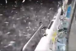 Рыбный дождь: в Тайване тысячи сардин выскочили из воды (видео)