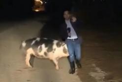 На журналиста напала свинья в прямом эфире (видео)