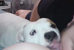 Собака кинулась на мужчину, защищая свою беременную хозяйку (видео)