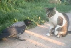 Злой домашний ворон и кот: уличные разборки! (видео)
