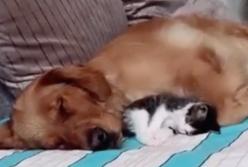 Большой пес принял котенка, как лучшего друга: они даже спят вместе (видео) 