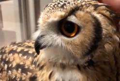 Сова ведет себя очень странно: прилив нежности (видео)