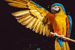 Забавный попугай устроил настоящую дискотеку: ловко попадает в ритм (видео)