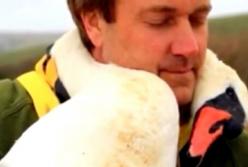 Лебедь чуть не "задушил" мужчину, обвившись вокруг его шеи (видео)