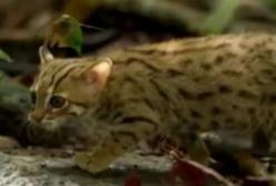 В лесах Индии найдена самая маленькая кошка в мире (видео)