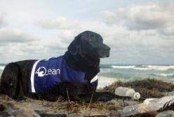 Собака помогает собирать пластиковые бутылки в океане (видео)