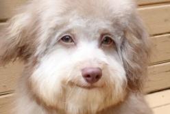 Собака с мордой, похожей на человеческое "лицо" (видео)