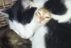 Коты уснули в странной позе (видео)
