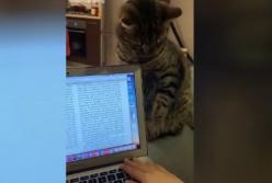 Сеть позабавило, как кошка заставляет хозяина работать (видео)