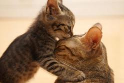 Отчаянная кошка смело защищает своих котят (видео)