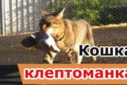 Кошка-клептоманка принесла домой пакетик марихуаны (видео)