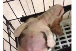 Уставший щенок уснул в продуктовой корзине и стал звездой Интернета (видео)