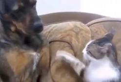Самые злые коты против собак: что может быть смешнее?(видео)