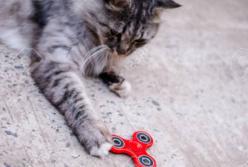 Гениальная кошка придумала, как играться со спиннером (видео)