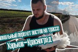 Аномальный перелет аистов на трассе Харьков-Красноград (видео)