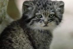 Как котик спас свою хозяйку от пьяных грабителей (видео)