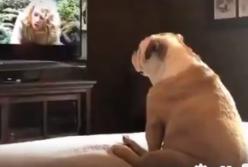 Пес очень эмоционально смотрит телевизор (видео) 