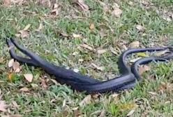 Две ядовитые змеи отчаянно дерутся друг с другом (видео)