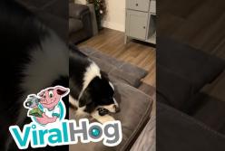 Собака, которая обожает мультики, отобрала пульт у хозяев (видео)