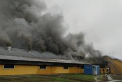 В Прикарпатье пожар на ферме уничтожил 2,6 тыс. свиней (видео)
