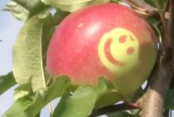 Яблоки со смайликом: как в Японии (видео)